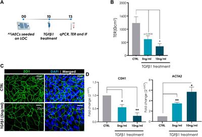 A New Immortalized Human Alveolar Epithelial Cell Model to Study Lung Injury and Toxicity on a Breathing Lung-On-Chip System